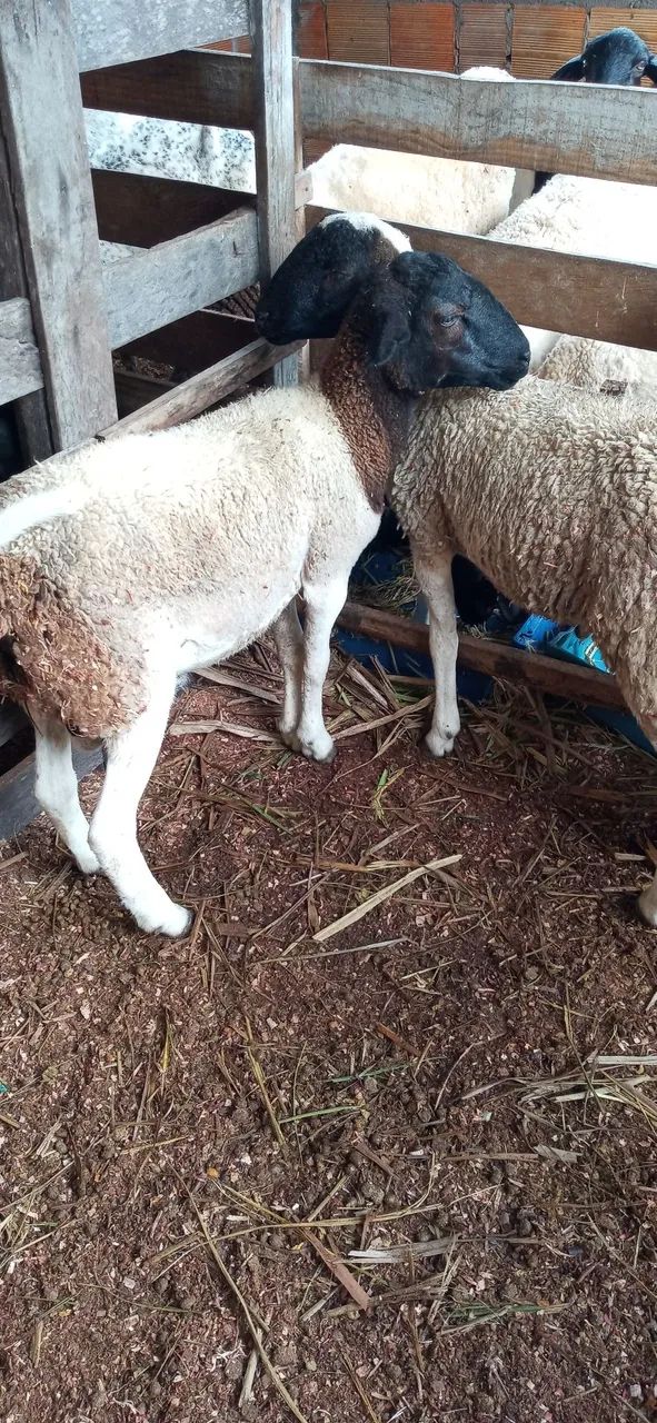 Carneiro santa inês po uma marran e um borrego mest de dorper a venda - Foto 4