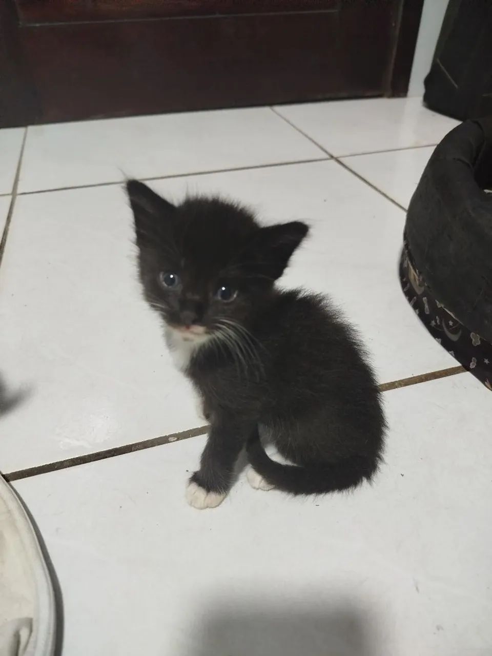 Gatinhos para adoção