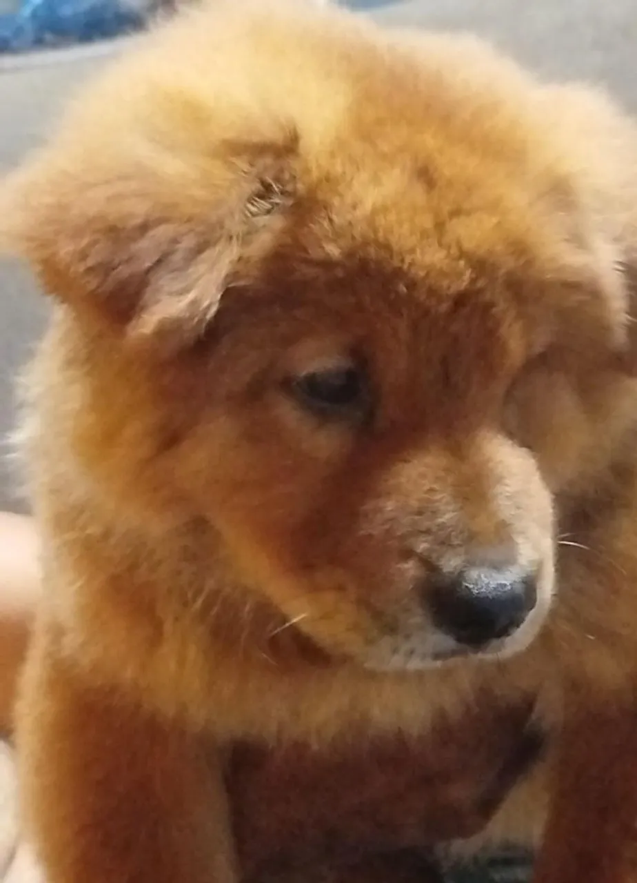 Filhote de Chow-Chow