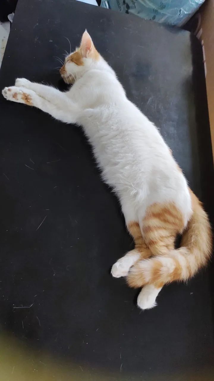 Gatinha Dengosa - Foto 2