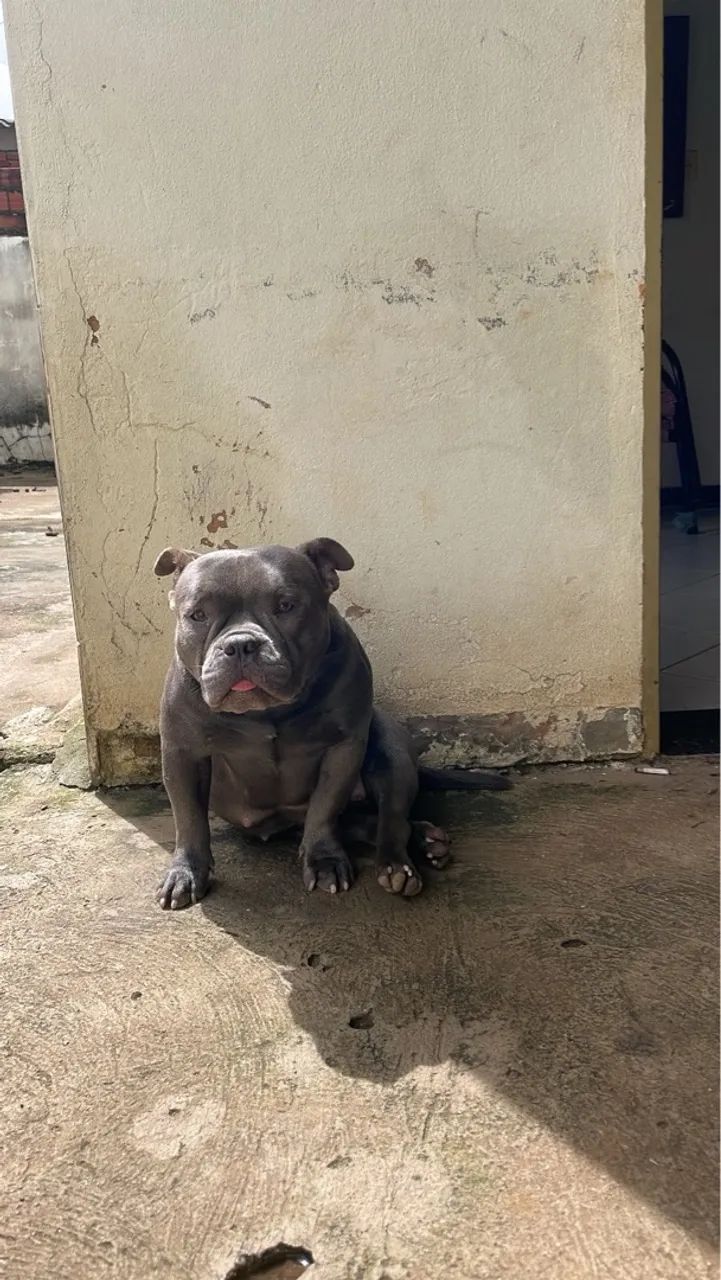 Bully Micro bluee Pedigree IBC - Foto 2
