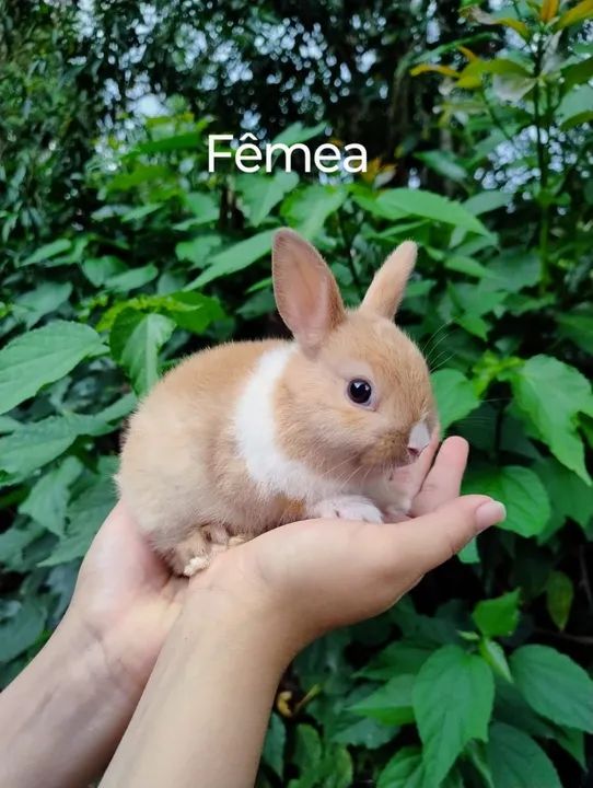 Coelho mini Netherland Dwarf 
