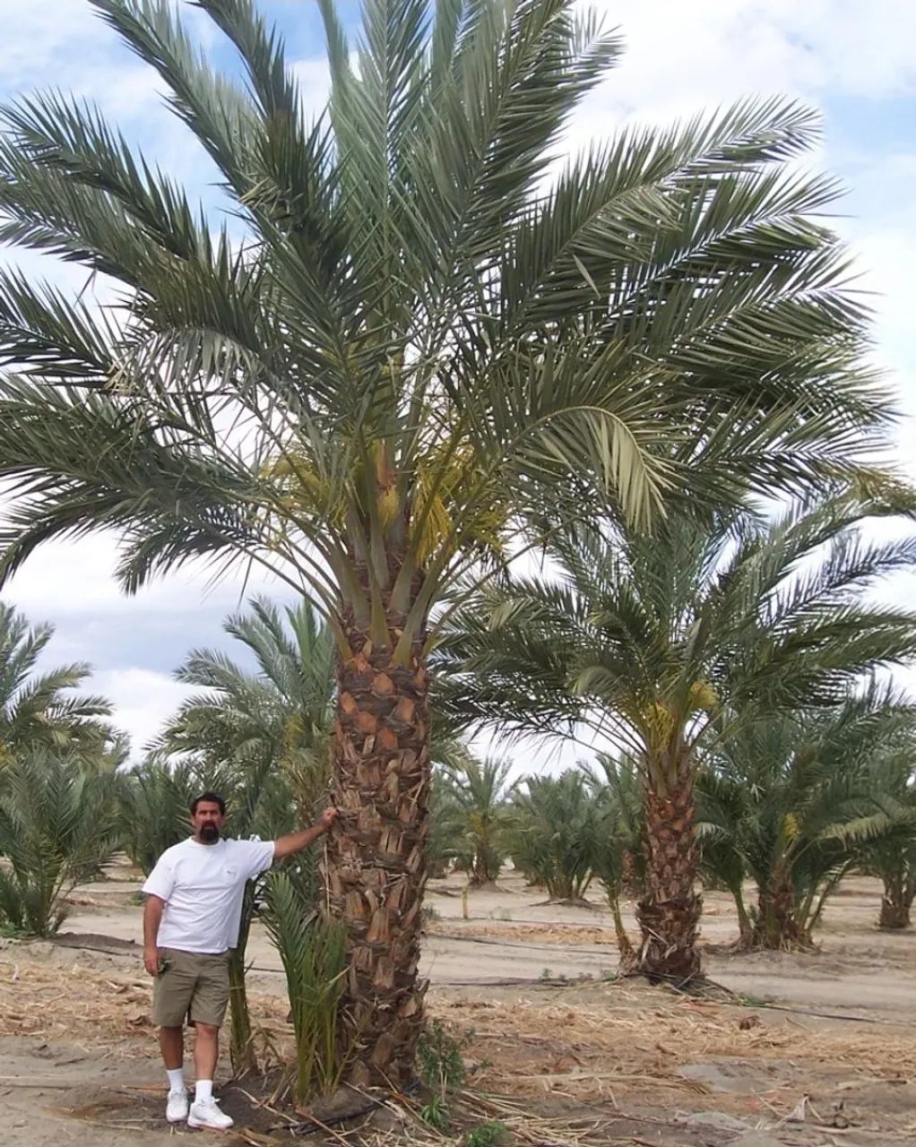 Mudas de Tamareira rara  - Foto 3