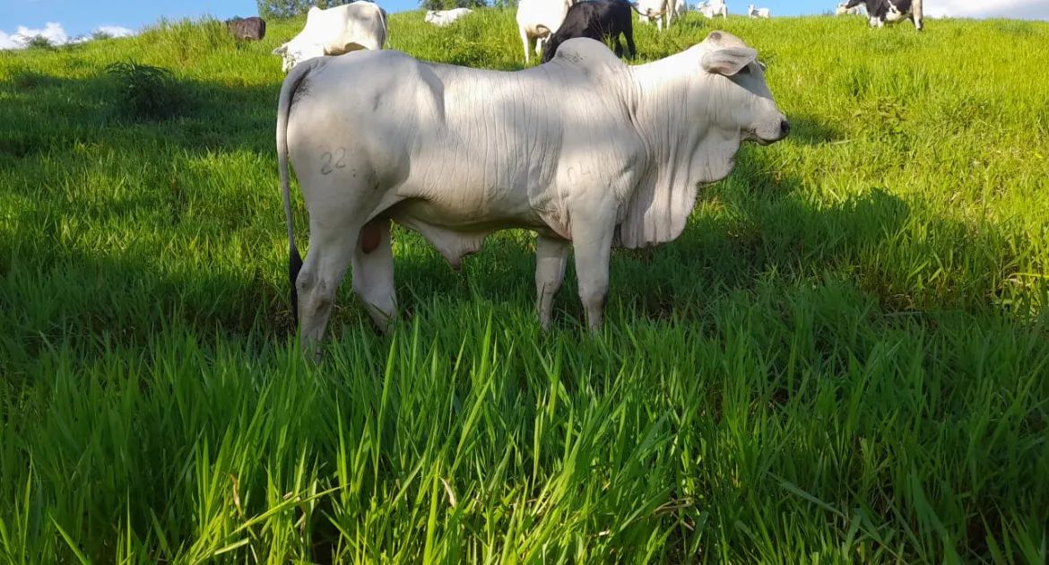 Fazendas a Venda  - Foto 4