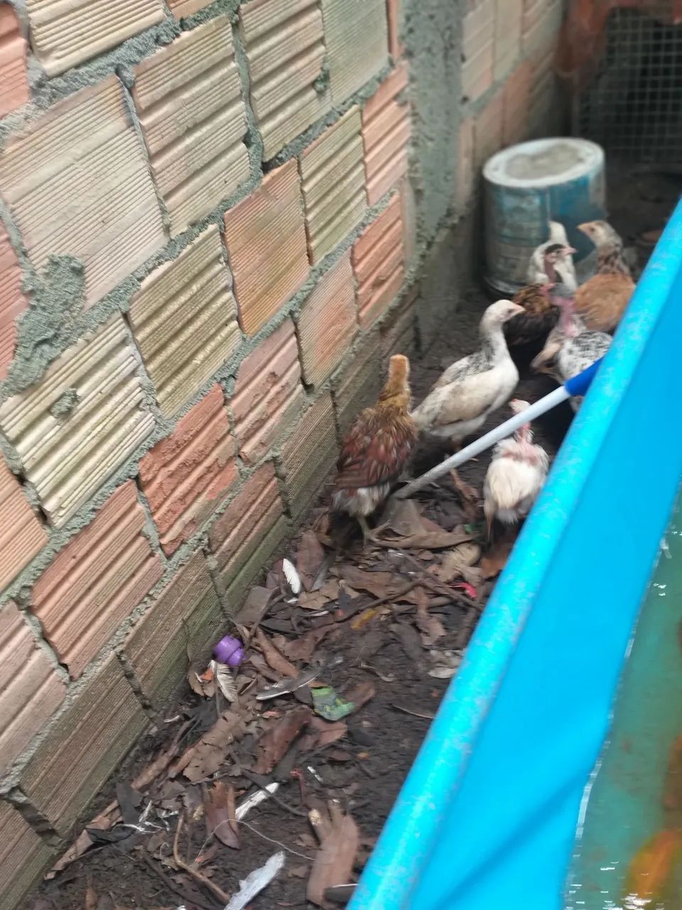 Pintos e galinhas - Foto 5