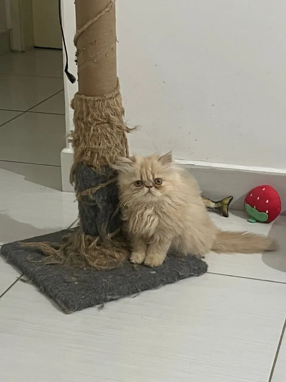 Filhote de Gatinha Persa - Foto 4