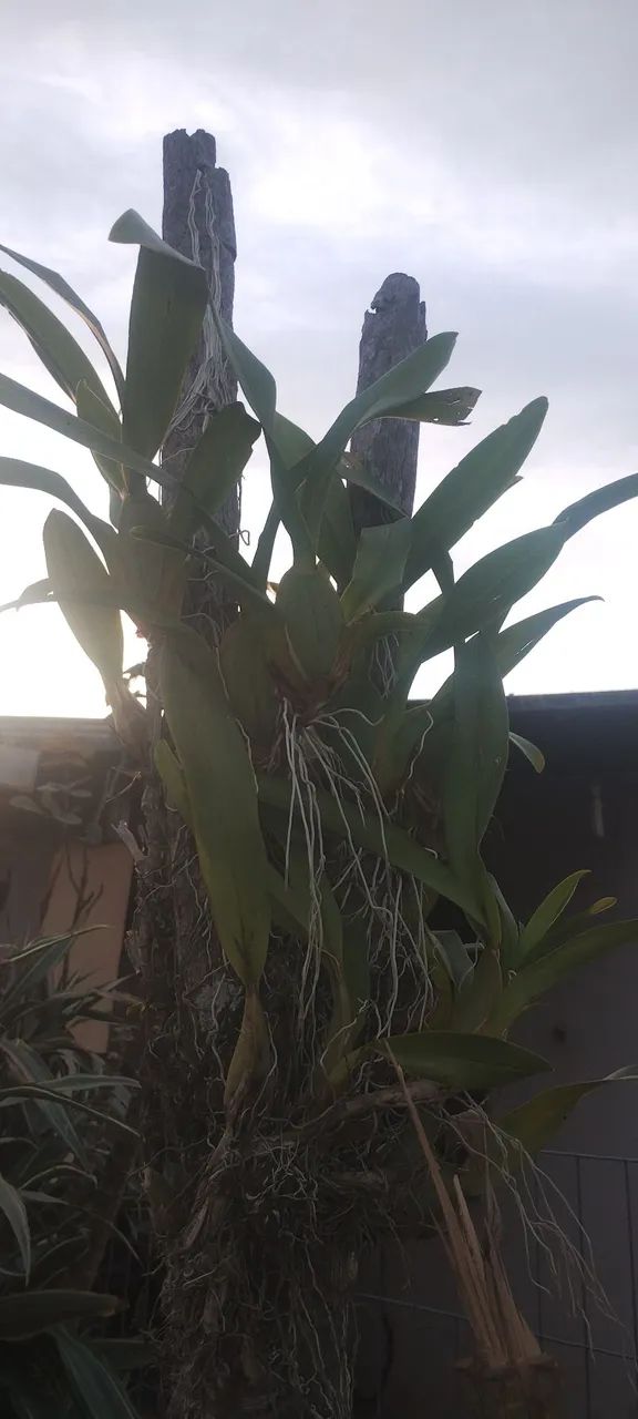 Orquídea Epífita em tronco seco - Foto 2