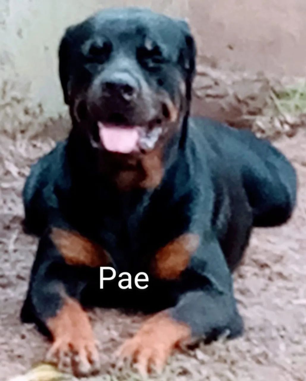 Rottweiler Filhote