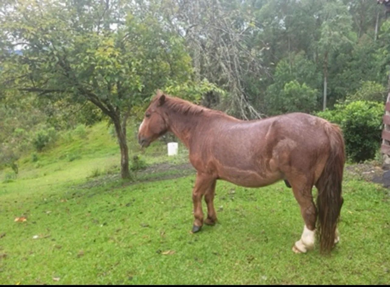 Cavalo pequeno a venda 