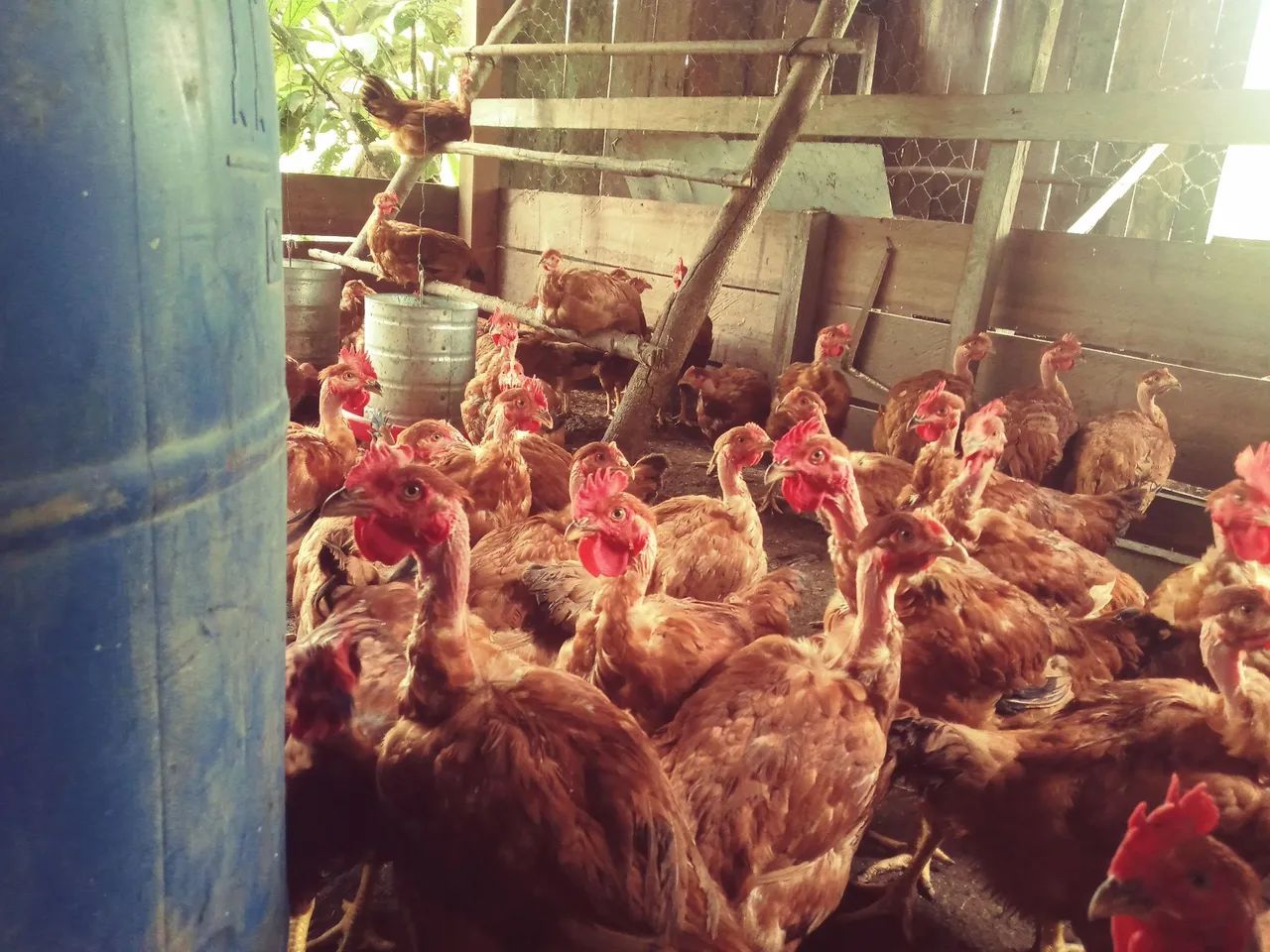 Caipirão - R$ 60,00 - Foto 2