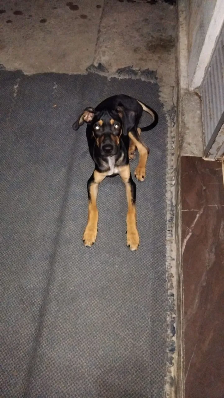 Filhote de cachorro mestiço - Pelagem preta e caramelo