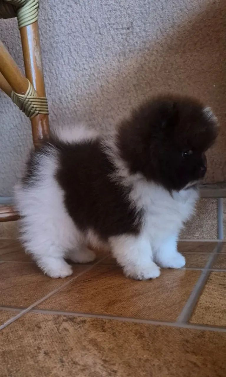 Spitz Alemão  - Foto 2