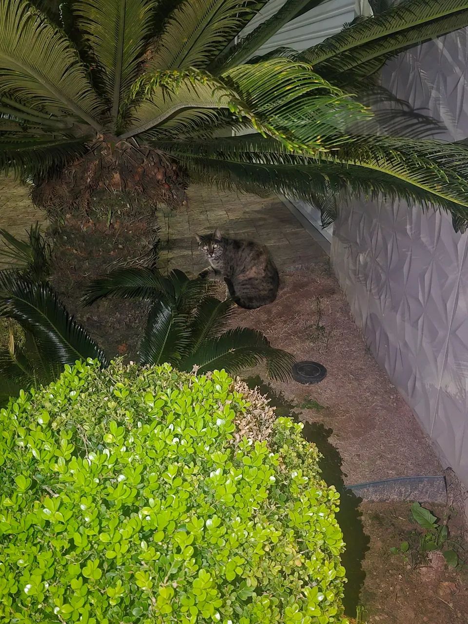 Gatinha para adoção  - Foto 3