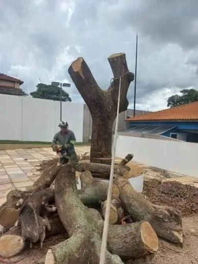 Retirada de árvores| Poda.