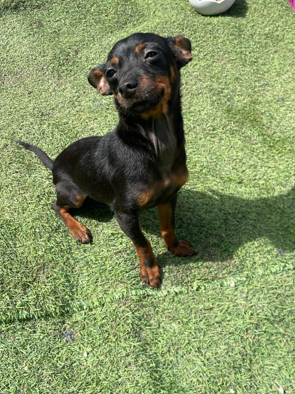 Pinscher n1  - Foto 3