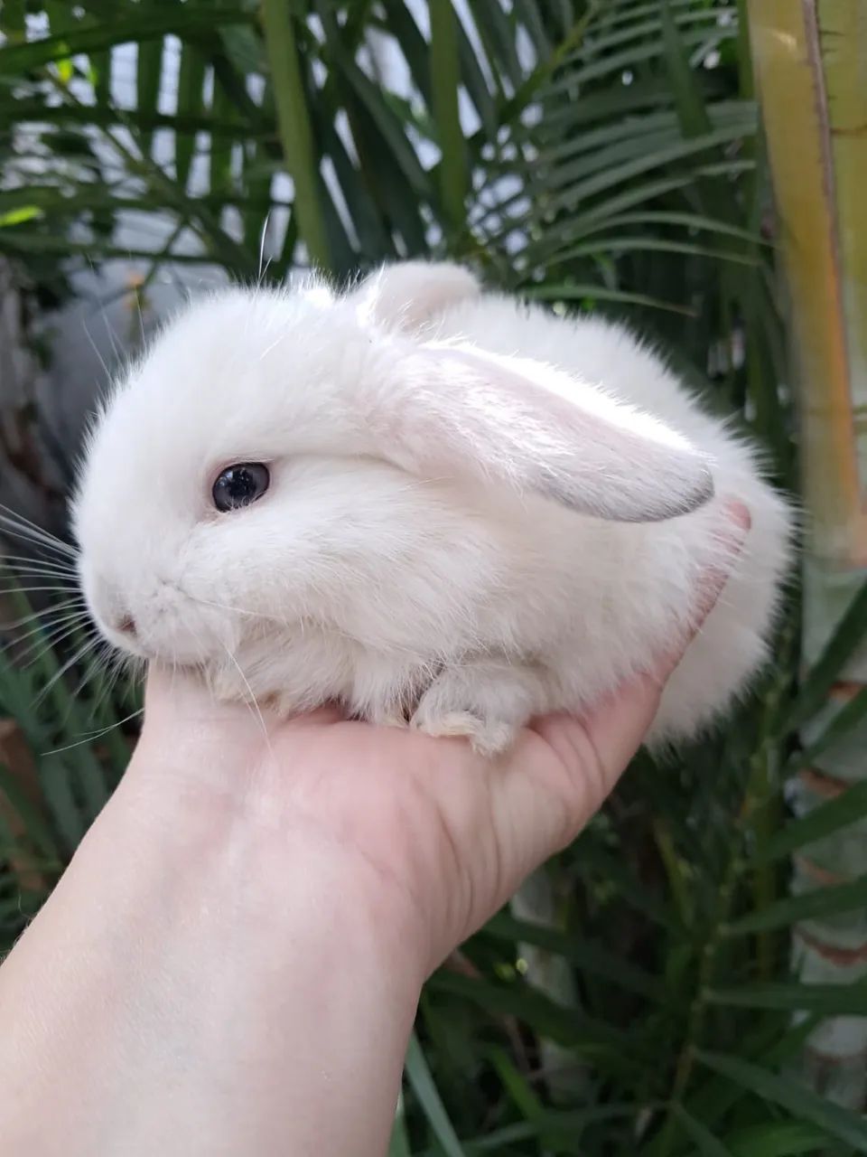 Coelho mini Lop uruguaio - Foto 2