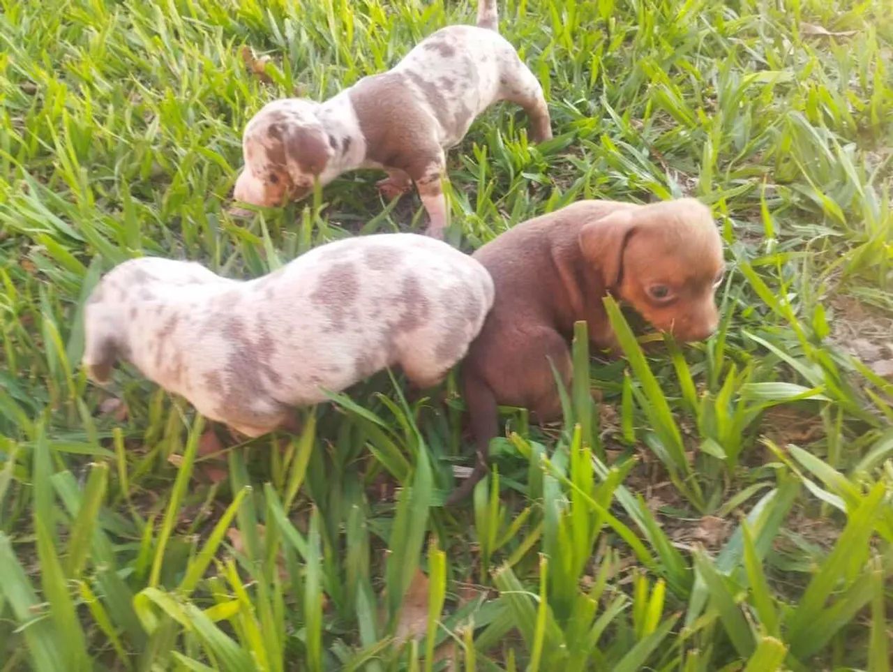 Daschund Kanichen  - Foto 4