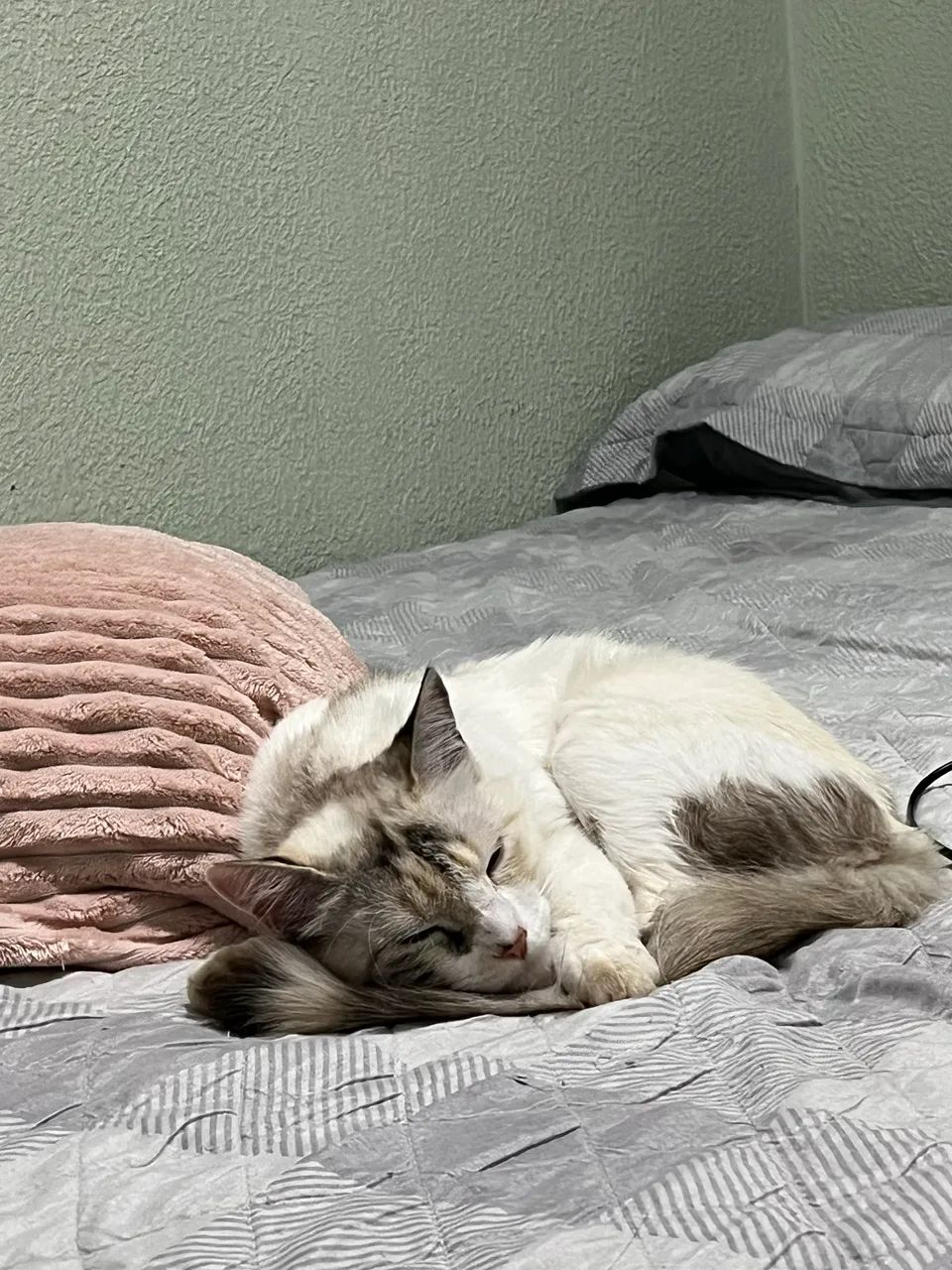 Doa-se gatinhas