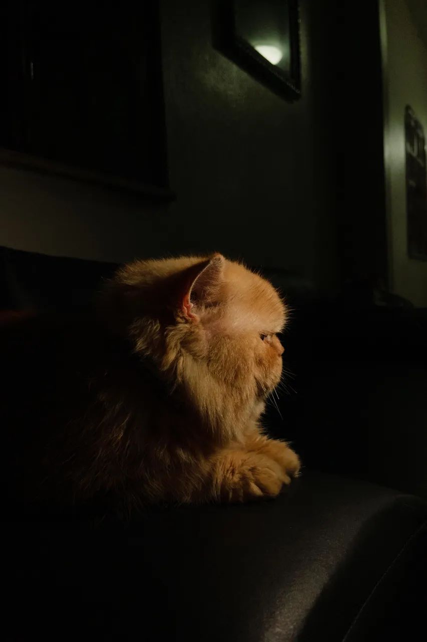 GATO PERSA PURO PARA CRUZAMENTO.