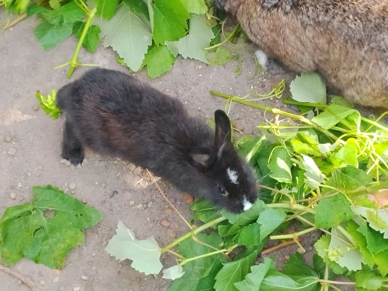 Coelhos cabeça de Leão  - Foto 3