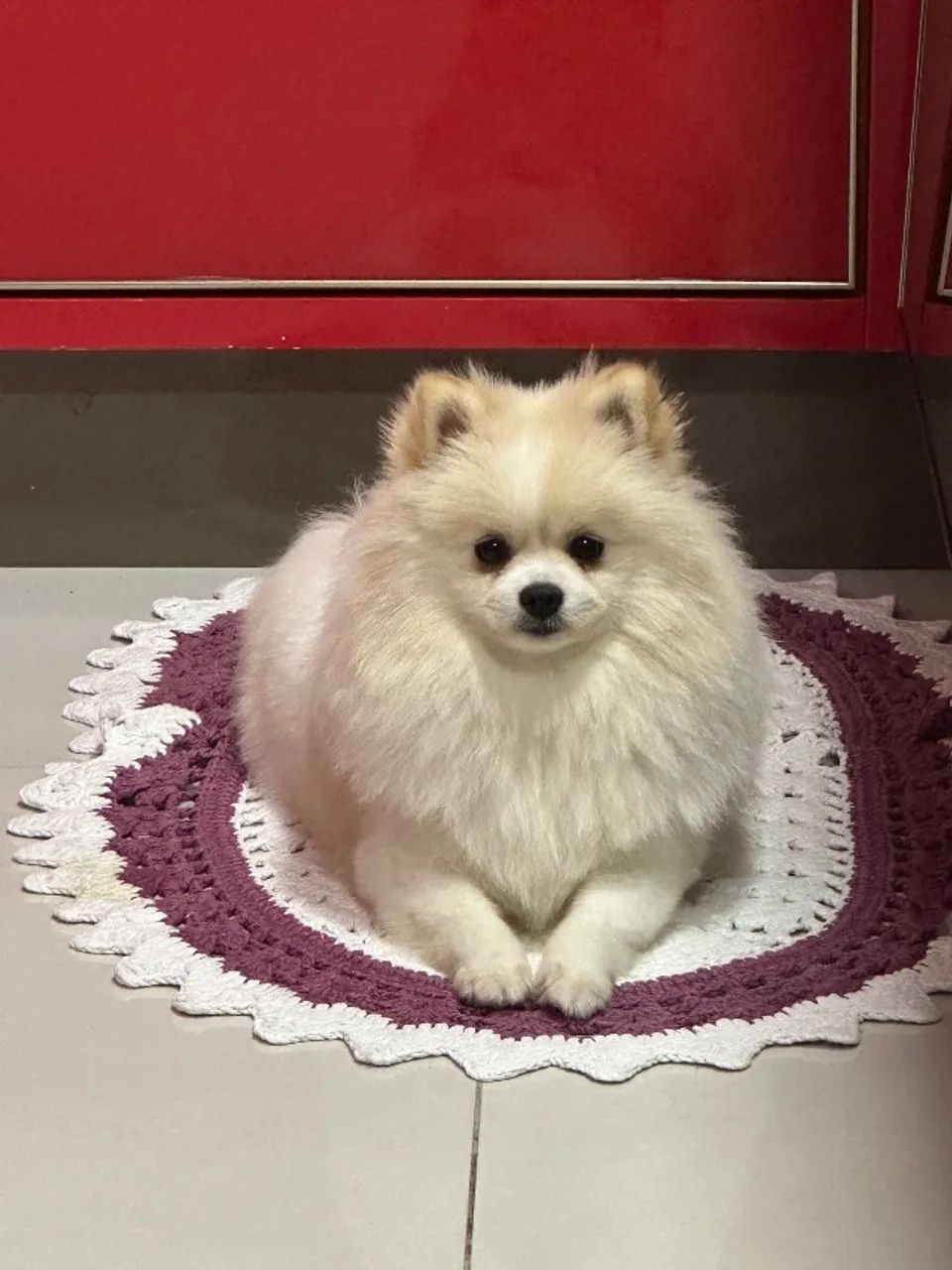 Spitz alemão  - Foto 3