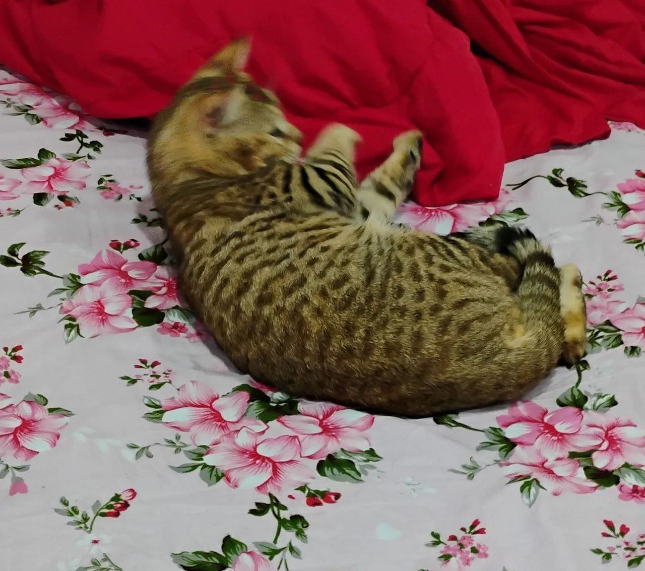 Gato Bengal  - Foto 3