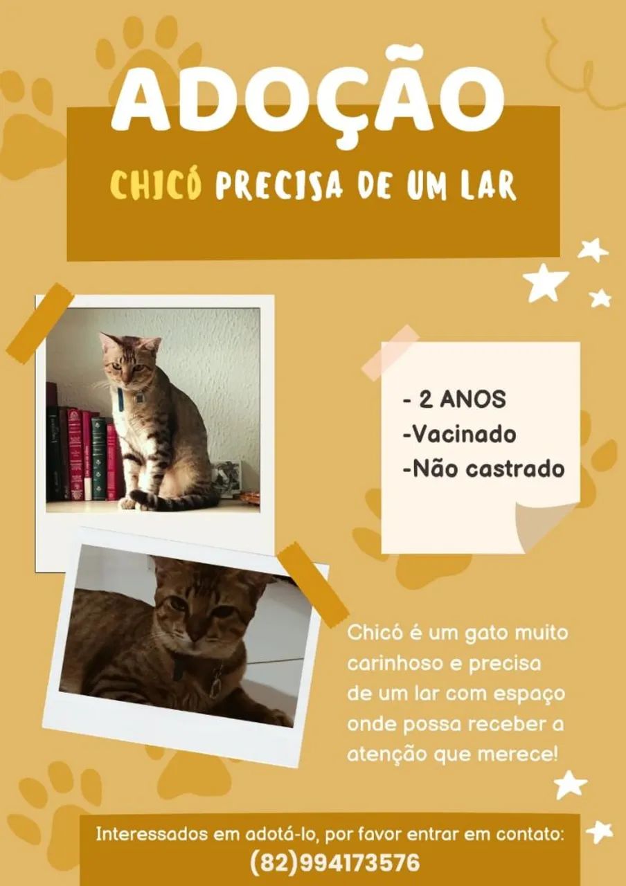 Doação responsável - lindo gato jovem vacinado 