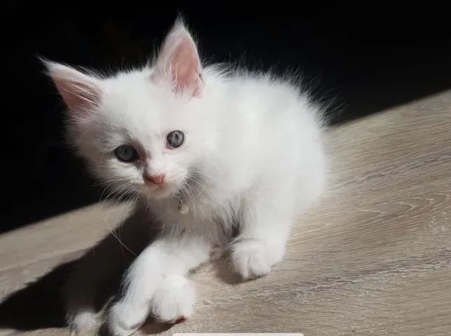 Gatinho angora branco macho 