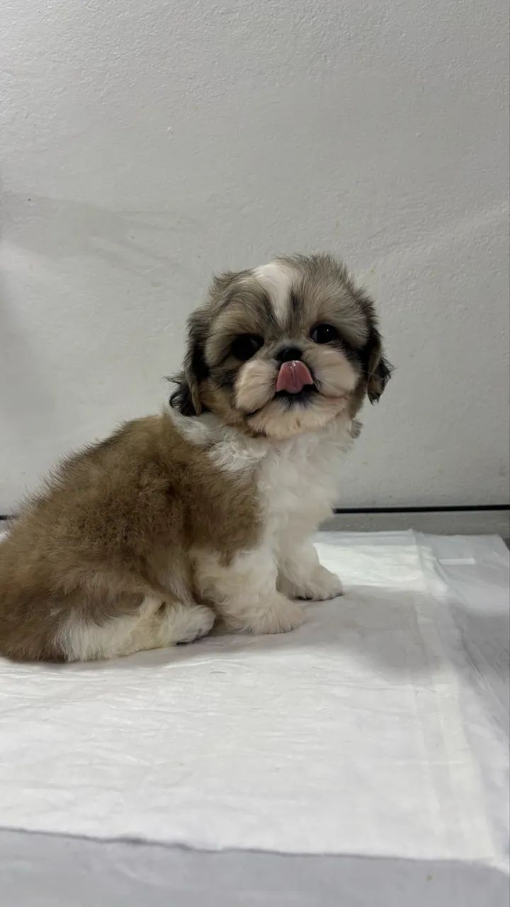 Shih Tzu  - Foto 4