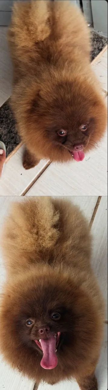 Spitz alemão 