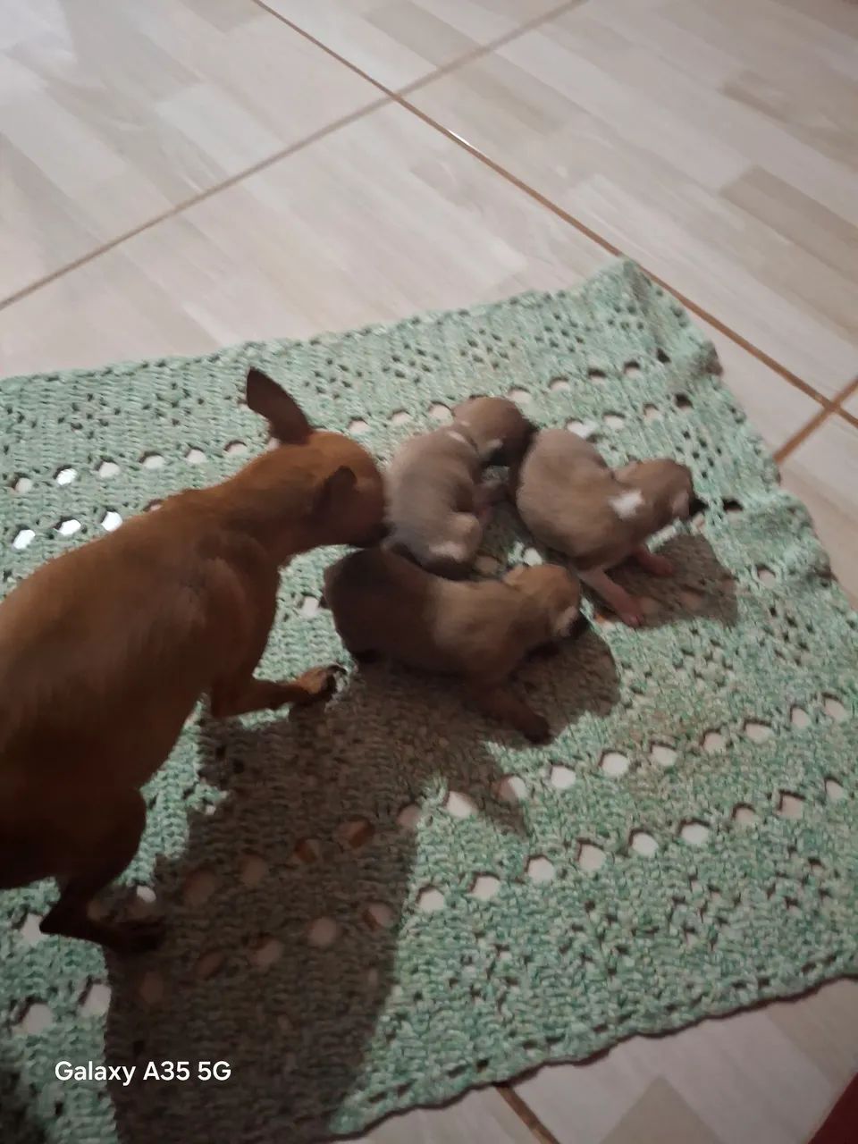 Vendo filhotes de pinscher  - Foto 2