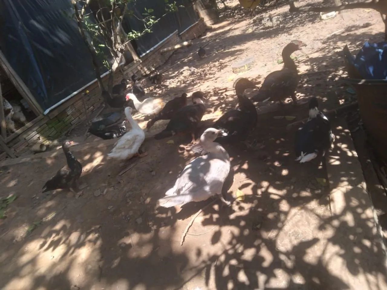 Vende-se Patos - Foto 2