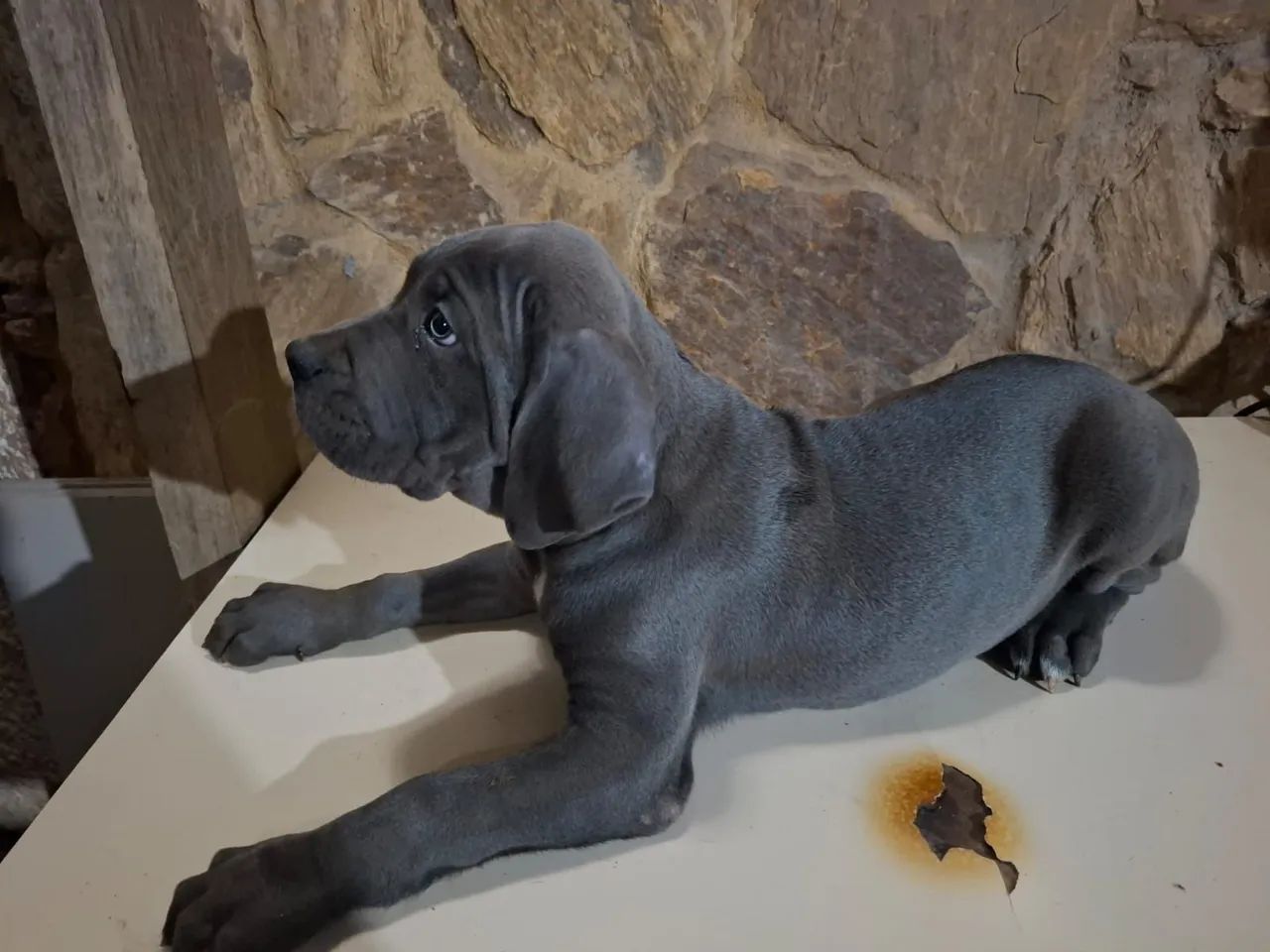 Filhote de Cane Corso 