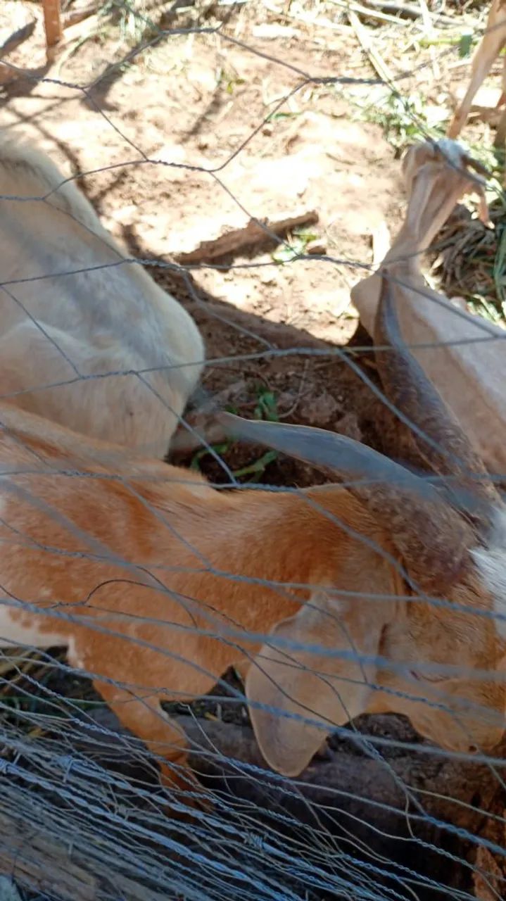 Cabritos e cabras - Foto 4