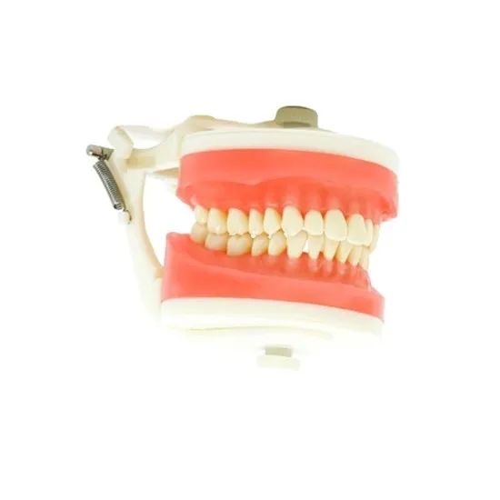 Manequim Dentistica pronew  - Foto 2