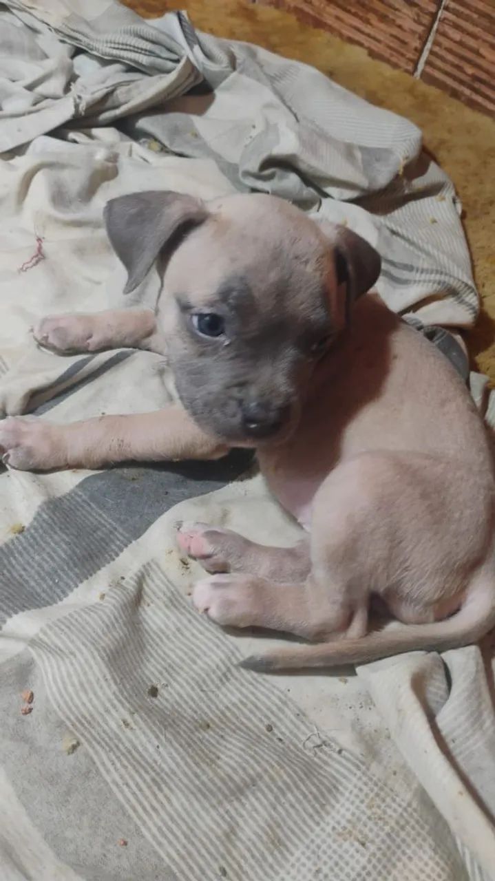 American Bully 