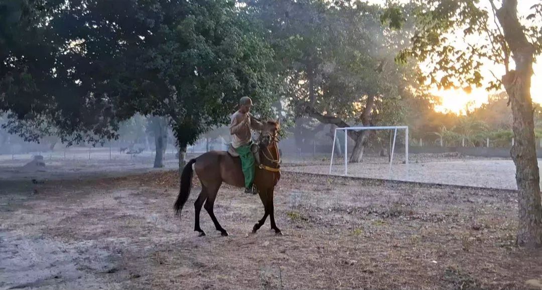 Cavalo Manga Larga - Foto 6