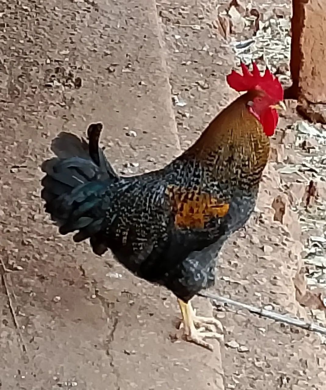 Galos Embrapa 051, GLC e AMAZONE para reprodução, frangas de postura e frangos de corte   - Foto 2