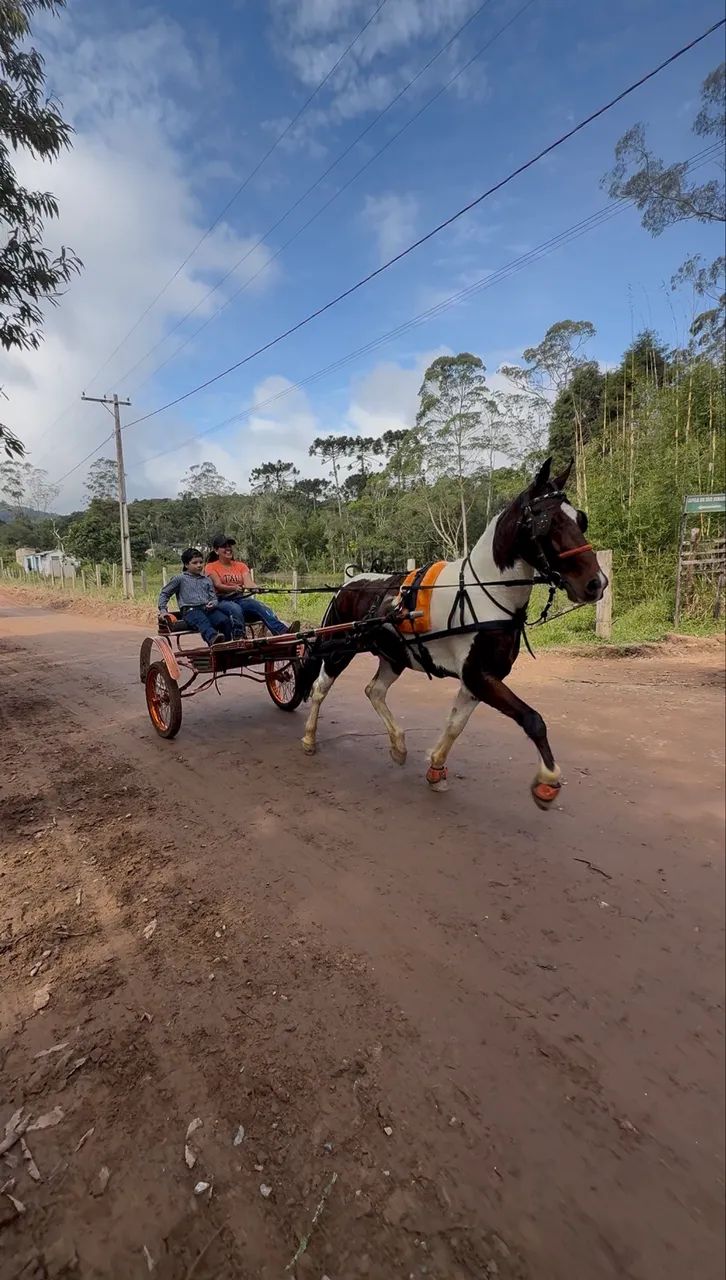 Cavalo mestiço e charrete  - Foto 3