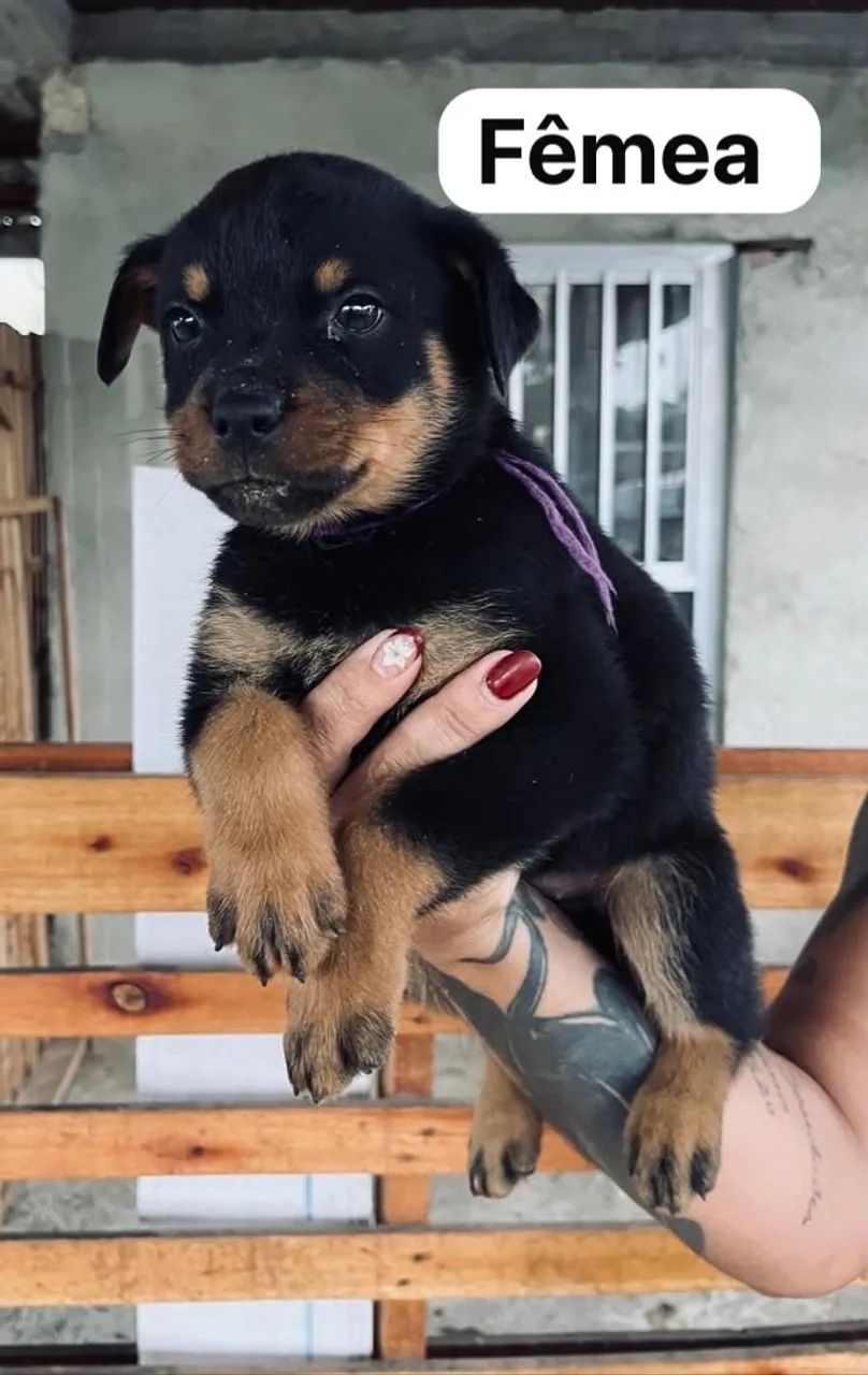 Filhotes de rottweiler  - Foto 3
