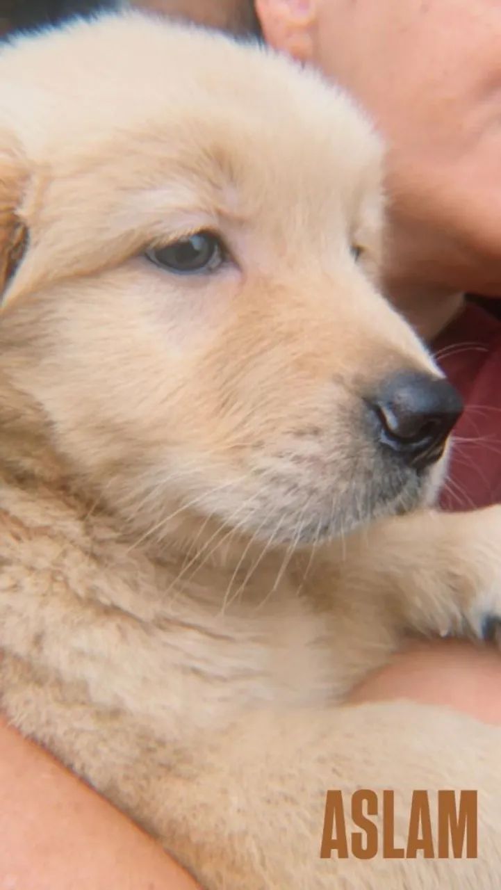 Golden retriever filhotes para fazer seu amor sorrir 