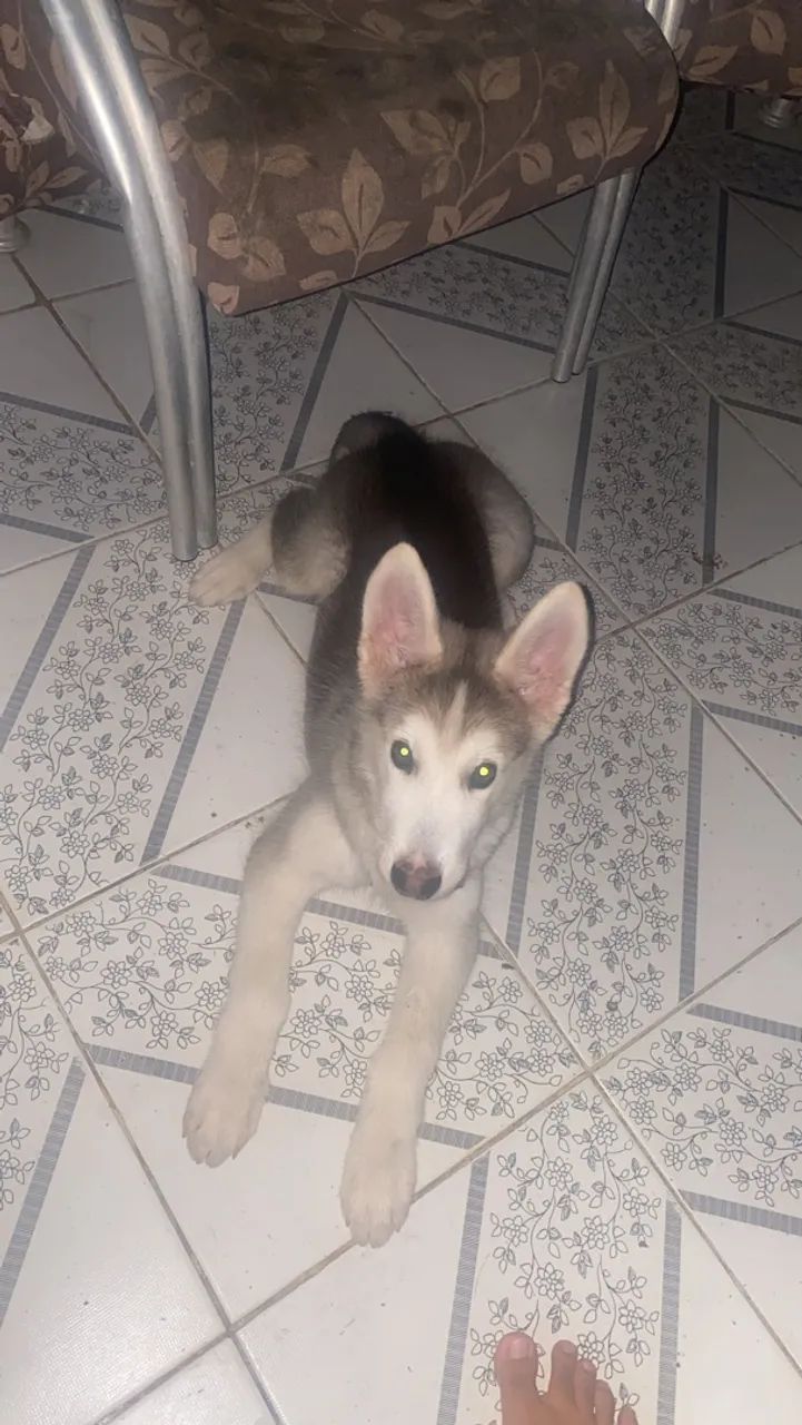 Husky siberiano macho