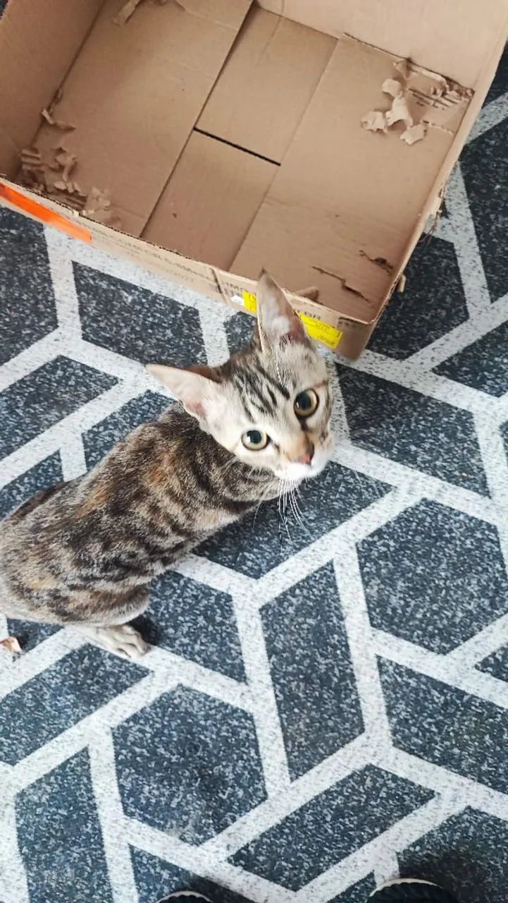 Doação de gato filhote  - Foto 2