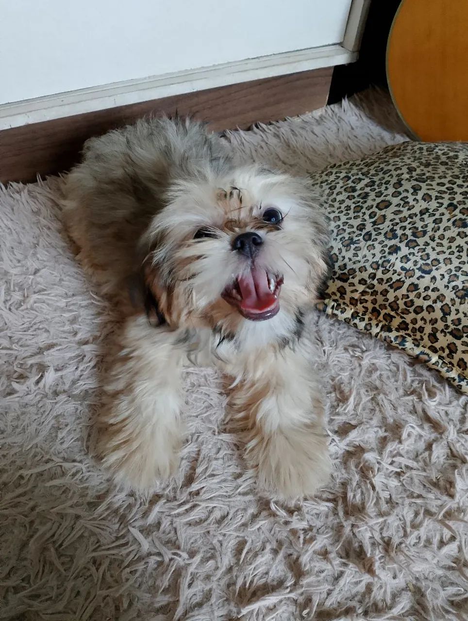 Filhote de Shih Tzu  fêmea  - Foto 3