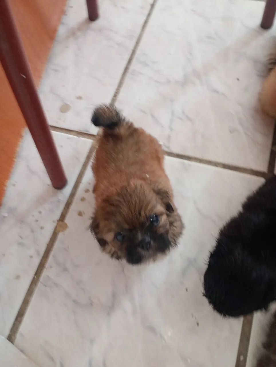 Cachorros Ihasa  Apson  - Foto 2