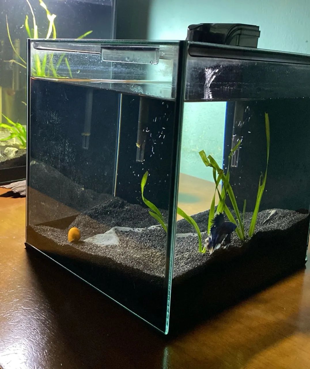 Aquário Cubo