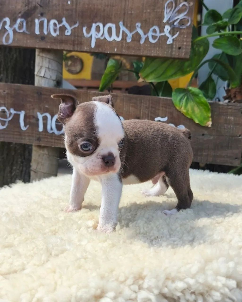 Boston Terrier Macho  - Foto 2