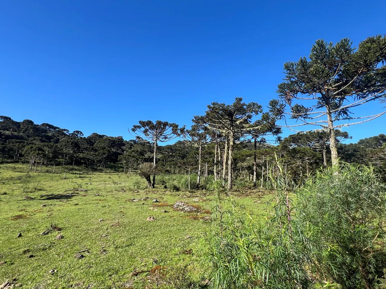 Terreno com 86 hectares em Urubici. - Foto 2