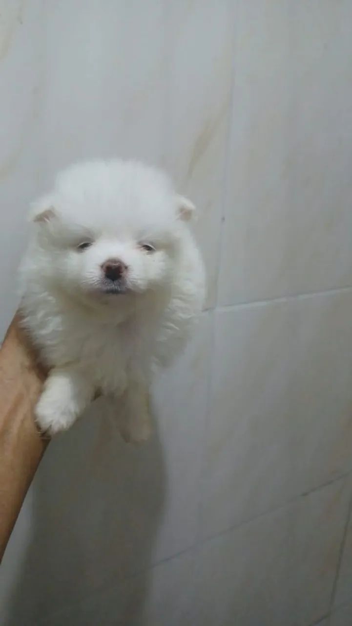 Cachorro  - Foto 3
