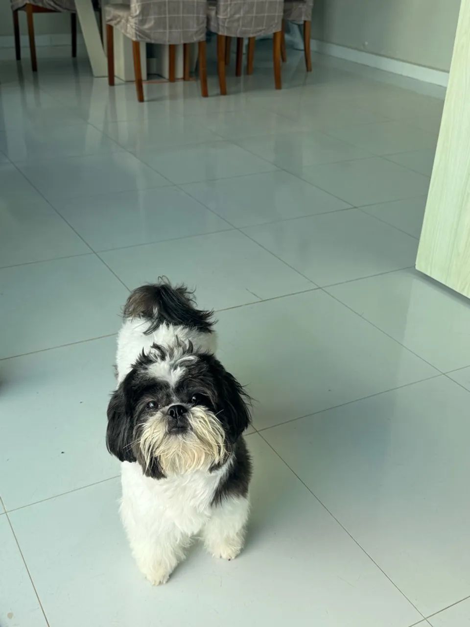 ShihTzu macho - Foto 3